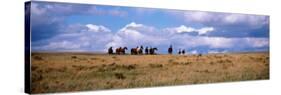 Horses on a Landscape, East Glacier Park, Glacier County, Montana, USA-null-Stretched Canvas