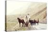 Horses on A Road-Maria Komar-Stretched Canvas