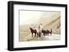 Horses on A Road-Maria Komar-Framed Photographic Print