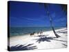 Horses on Beach, Tambua Sands Resort, Coral Coast, Fiji-David Wall-Stretched Canvas