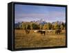 Horses on Moran Junction at Grand Teton National Park, Wyoming, USA-Stuart Westmorland-Framed Stretched Canvas