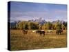 Horses on Moran Junction at Grand Teton National Park, Wyoming, USA-Stuart Westmorland-Stretched Canvas