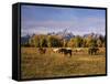 Horses on Moran Junction at Grand Teton National Park, Wyoming, USA-Stuart Westmorland-Framed Stretched Canvas