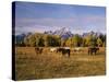 Horses on Moran Junction at Grand Teton National Park, Wyoming, USA-Stuart Westmorland-Stretched Canvas