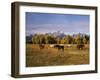 Horses on Moran Junction at Grand Teton National Park, Wyoming, USA-Stuart Westmorland-Framed Premium Photographic Print