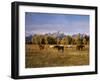 Horses on Moran Junction at Grand Teton National Park, Wyoming, USA-Stuart Westmorland-Framed Premium Photographic Print