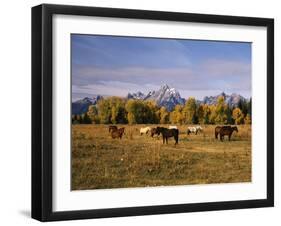 Horses on Moran Junction at Grand Teton National Park, Wyoming, USA-Stuart Westmorland-Framed Premium Photographic Print