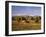 Horses on Moran Junction at Grand Teton National Park, Wyoming, USA-Stuart Westmorland-Framed Premium Photographic Print