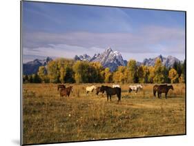 Horses on Moran Junction at Grand Teton National Park, Wyoming, USA-Stuart Westmorland-Mounted Premium Photographic Print