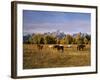 Horses on Moran Junction at Grand Teton National Park, Wyoming, USA-Stuart Westmorland-Framed Photographic Print