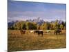 Horses on Moran Junction at Grand Teton National Park, Wyoming, USA-Stuart Westmorland-Mounted Photographic Print