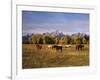 Horses on Moran Junction at Grand Teton National Park, Wyoming, USA-Stuart Westmorland-Framed Photographic Print