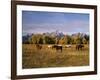 Horses on Moran Junction at Grand Teton National Park, Wyoming, USA-Stuart Westmorland-Framed Photographic Print