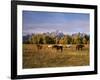 Horses on Moran Junction at Grand Teton National Park, Wyoming, USA-Stuart Westmorland-Framed Photographic Print