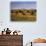 Horses on Moran Junction at Grand Teton National Park, Wyoming, USA-Stuart Westmorland-Photographic Print displayed on a wall