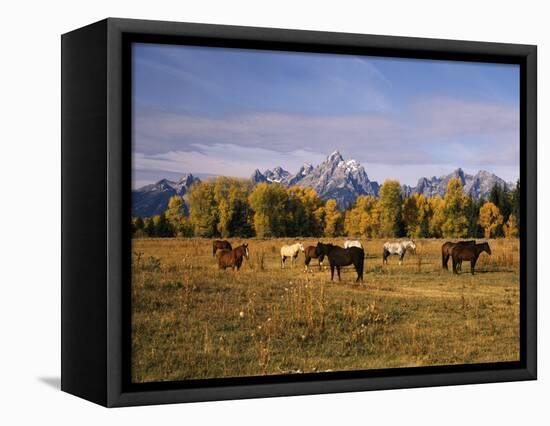 Horses on Moran Junction at Grand Teton National Park, Wyoming, USA-Stuart Westmorland-Framed Stretched Canvas