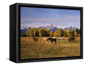 Horses on Moran Junction at Grand Teton National Park, Wyoming, USA-Stuart Westmorland-Framed Stretched Canvas