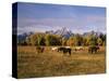 Horses on Moran Junction at Grand Teton National Park, Wyoming, USA-Stuart Westmorland-Stretched Canvas