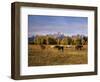 Horses on Moran Junction at Grand Teton National Park, Wyoming, USA-Stuart Westmorland-Framed Photographic Print