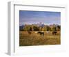 Horses on Moran Junction at Grand Teton National Park, Wyoming, USA-Stuart Westmorland-Framed Photographic Print