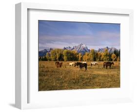 Horses on Moran Junction at Grand Teton National Park, Wyoming, USA-Stuart Westmorland-Framed Photographic Print