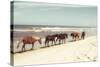 Horses on the Beach-Kathy Mansfield-Stretched Canvas