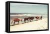 Horses on the Beach-Kathy Mansfield-Framed Stretched Canvas