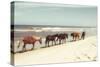 Horses on the Beach-Kathy Mansfield-Stretched Canvas