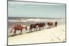 Horses on the Beach-Kathy Mansfield-Mounted Photographic Print