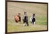 Horses on the Hill Side-Terry Eggers-Framed Photographic Print