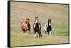 Horses on the Hill Side-Terry Eggers-Framed Stretched Canvas