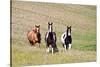 Horses on the Hill Side-Terry Eggers-Stretched Canvas