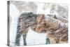 Horses outside during a Snowstorm.-Arctic-Images-Stretched Canvas