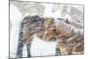 Horses outside during a Snowstorm.-Arctic-Images-Mounted Photographic Print