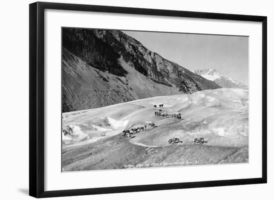 Horses Packing Silver Ore across Glacier-H.H. Ives-Framed Photographic Print