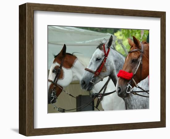 Horses Paraded Before the Race, Saratoga Springs, New York, USA-Lisa S. Engelbrecht-Framed Photographic Print