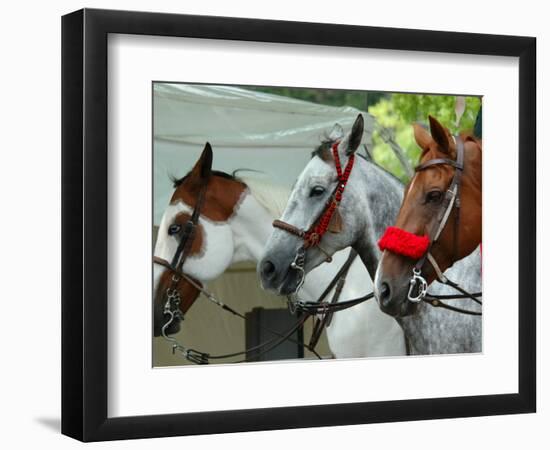 Horses Paraded Before the Race, Saratoga Springs, New York, USA-Lisa S. Engelbrecht-Framed Photographic Print