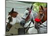 Horses Paraded Before the Race, Saratoga Springs, New York, USA-Lisa S. Engelbrecht-Mounted Photographic Print