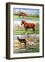 Horses & Ponies, 2010-Alex Williams-Framed Giclee Print