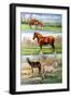 Horses & Ponies, 2010-Alex Williams-Framed Giclee Print
