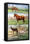 Horses & Ponies, 2010-Alex Williams-Framed Stretched Canvas