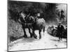 Horses Pulling an MG Up a Hill, C1936-null-Mounted Photographic Print