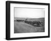 Horses Pulling Wheat Wagons, 1915-Ashael Curtis-Framed Giclee Print