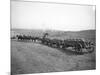 Horses Pulling Wheat Wagons, 1915-Ashael Curtis-Mounted Giclee Print