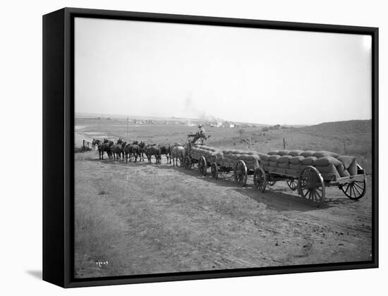 Horses Pulling Wheat Wagons, 1915-Ashael Curtis-Framed Stretched Canvas