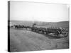 Horses Pulling Wheat Wagons, 1915-Ashael Curtis-Stretched Canvas