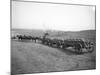 Horses Pulling Wheat Wagons, 1915-Ashael Curtis-Mounted Giclee Print