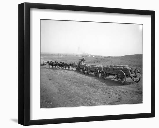 Horses Pulling Wheat Wagons, 1915-Ashael Curtis-Framed Giclee Print