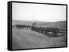 Horses Pulling Wheat Wagons, 1915-Ashael Curtis-Framed Stretched Canvas