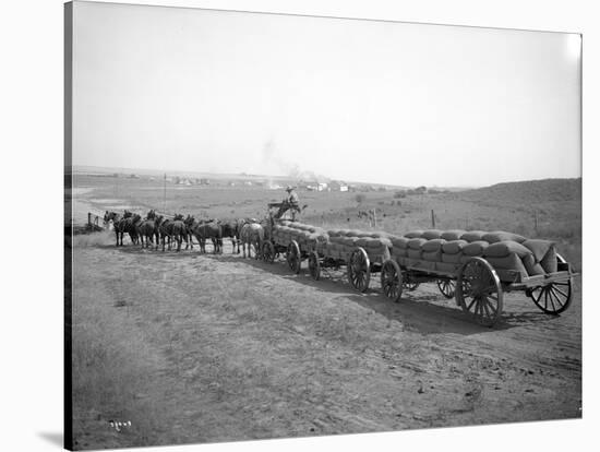 Horses Pulling Wheat Wagons, 1915-Ashael Curtis-Stretched Canvas